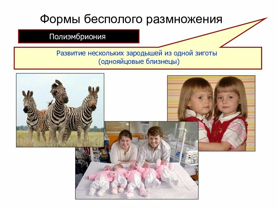 Полиэмбриония какое размножение. Полиэмбриония размножение. Полиэмбриония у животных. Полиэмбриония бесполое размножение. Полиэмбриония у человека.