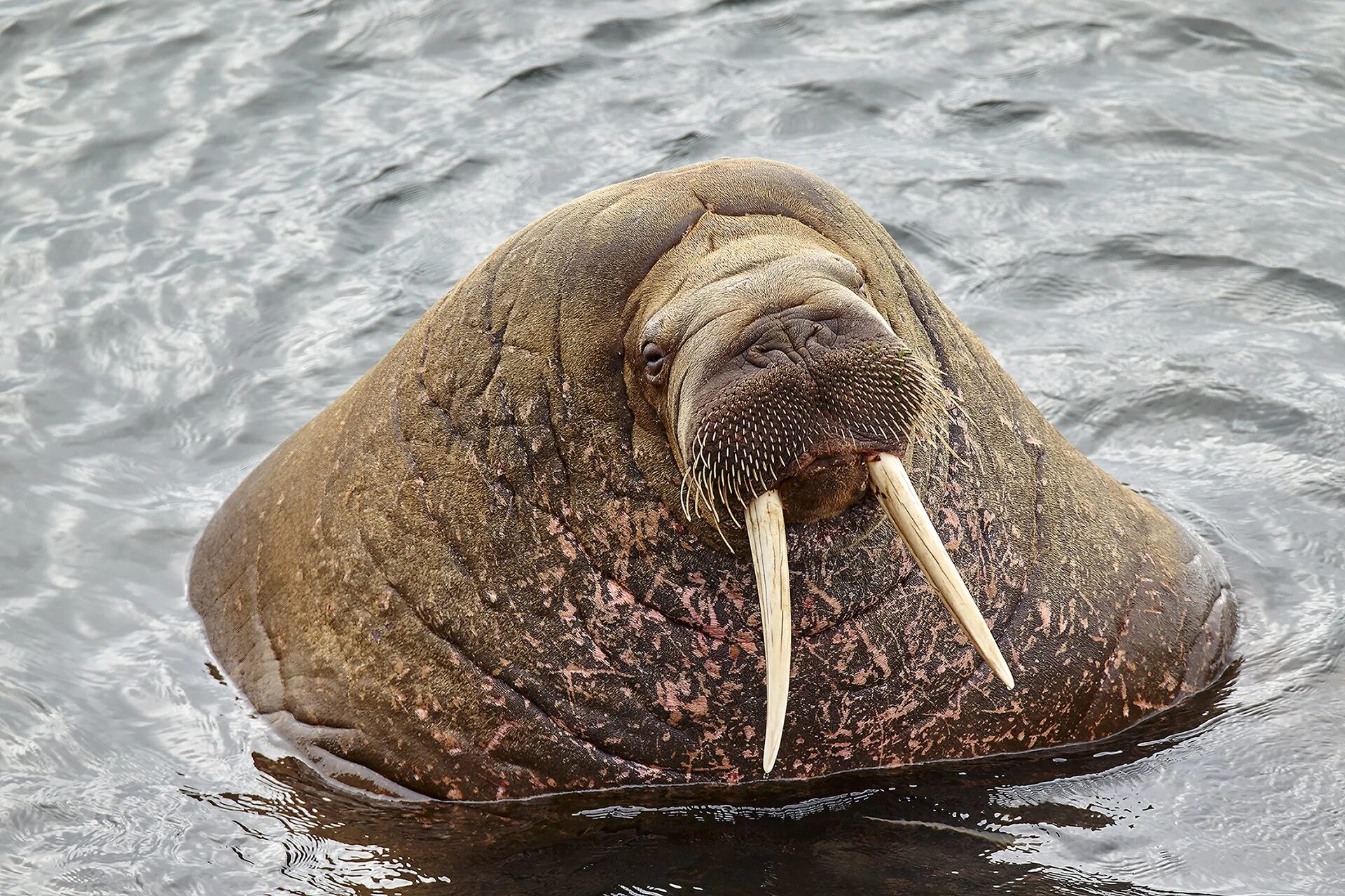 Звук моржа. Серж морж. Антарктида морж. Моржи в Баренцевом море. Русская Арктика моржи.