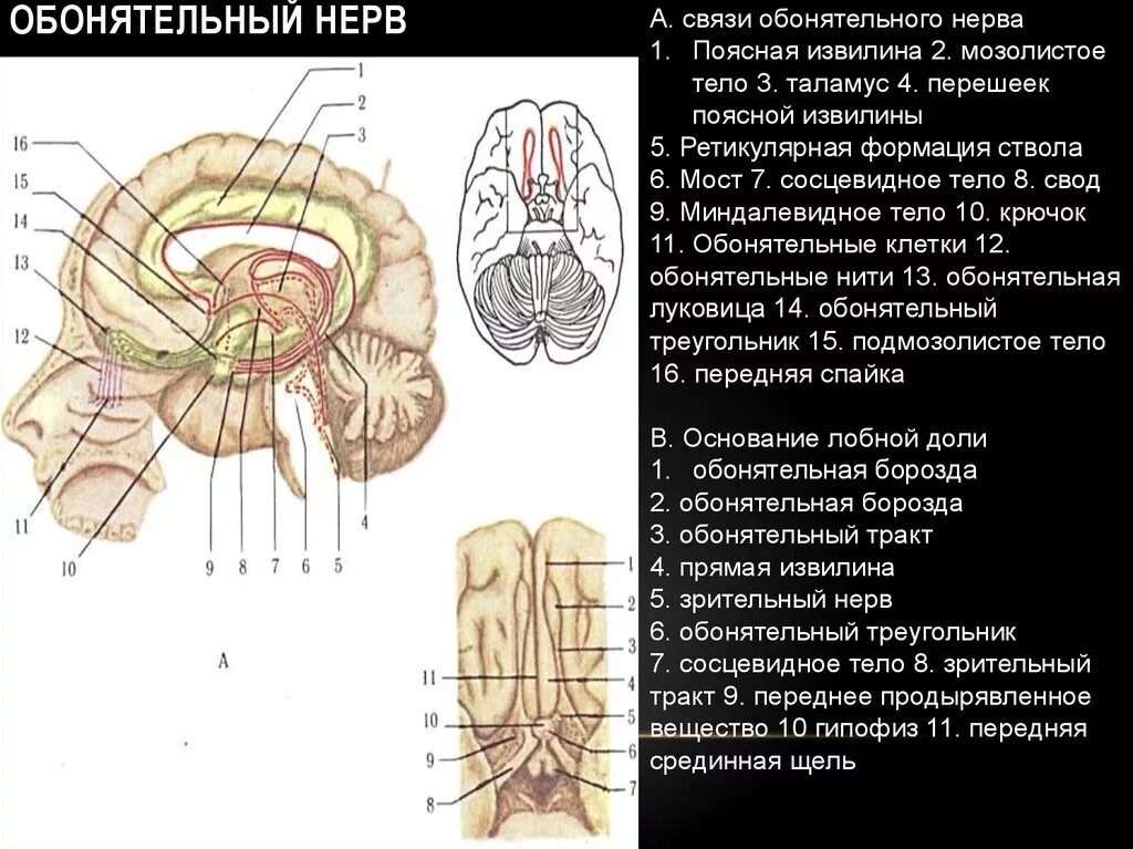 Обонятельный нерв отдел анализатора. Обонятельный тракт Перекрест. Схема строения обонятельного нерва. Обонятельные нервы анатомия. Обонятельный тракт анатомия.