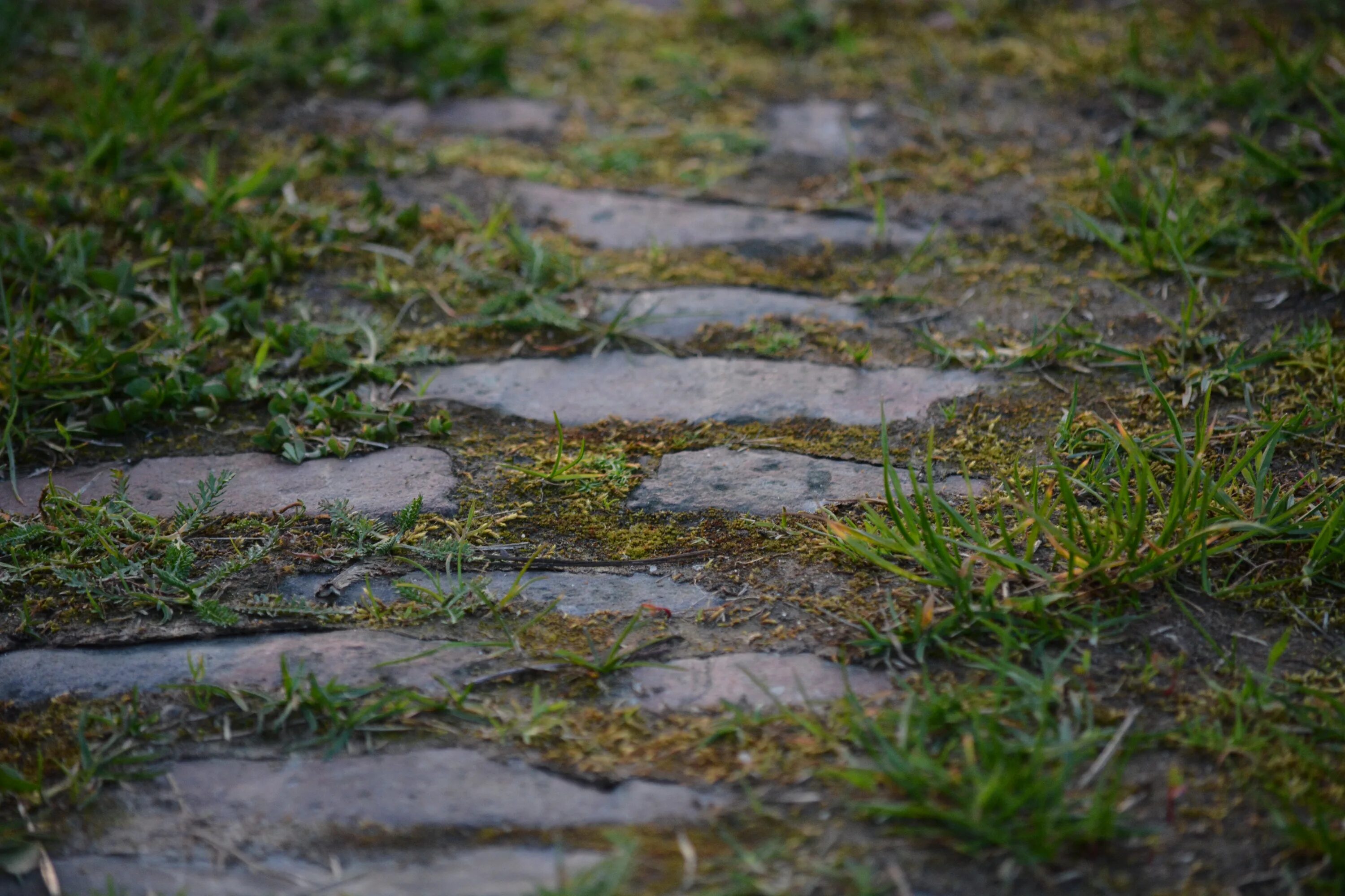 Way stones. Каменная дорожка. Трава на асфальте. Каменная тропинка. Поросшая тропинка.