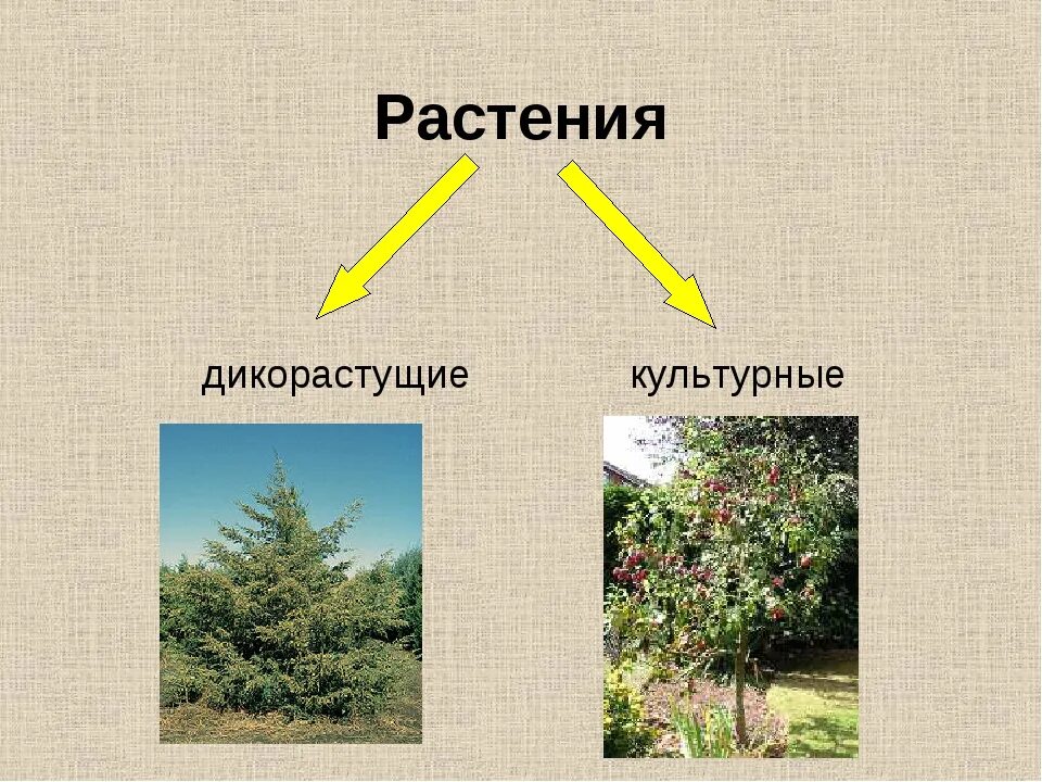 2 примера культурных растений. Дикорастущие и культурные растения. Цветы дикорастущие и культурные. Кустарники дикорастущие и культурные. Культурные деревья.