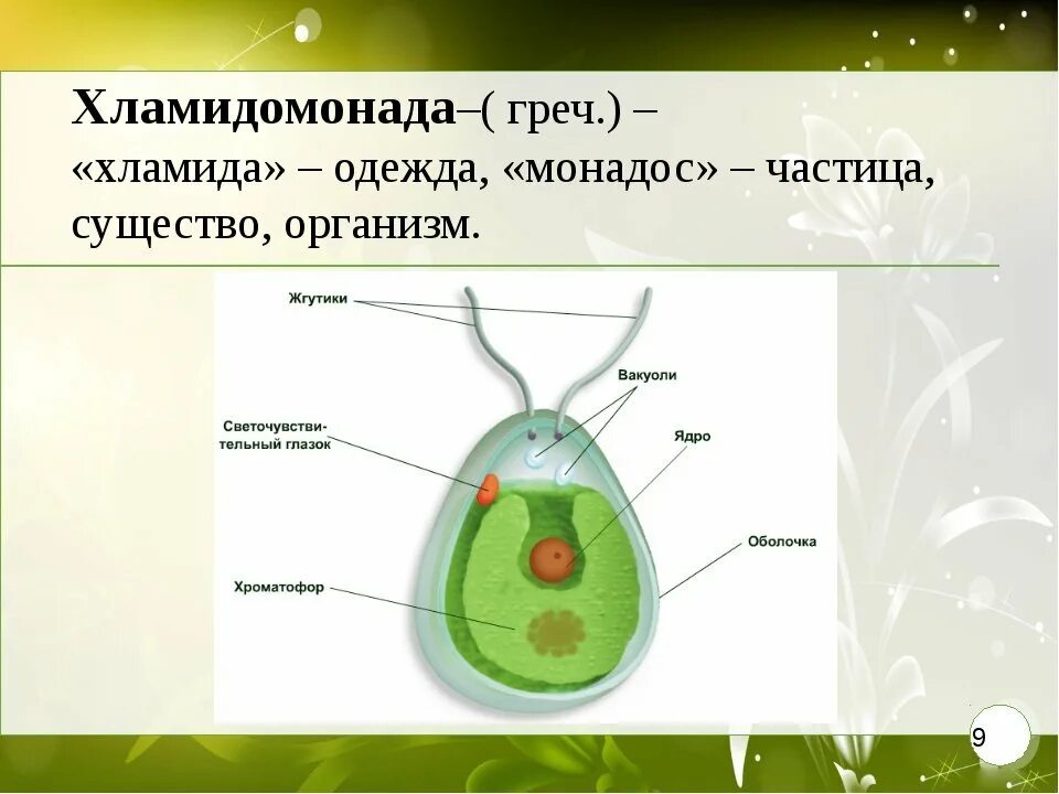 Одноклеточная водоросль хламидомонада. Строение одноклеточных водорослей. Строение клетки хламида Монада. Строение водоросли хламидомонады.