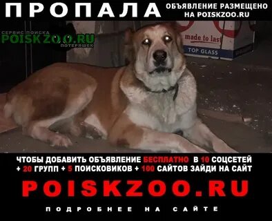 Потеряшки бердск