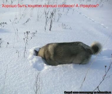 Хорошо быть кошкою