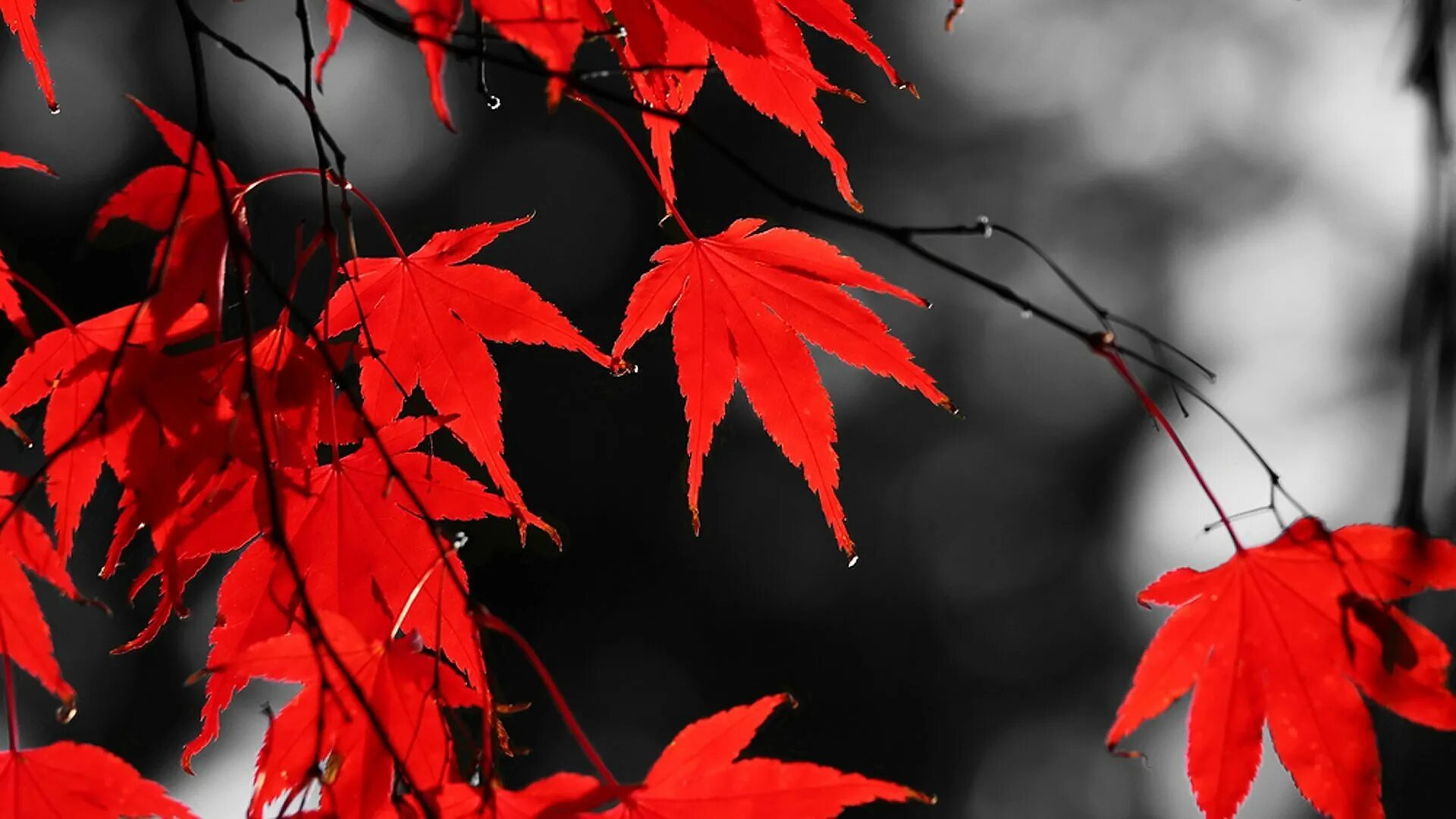 Багряной веткой. Клен с красными листьями. Красный лист. Осень красные листья. Красный Лис.