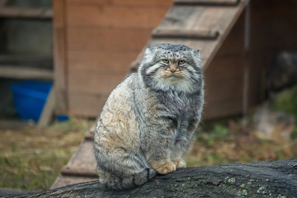 Манул держит. Кот манул. кот манул домашний. манул фото. манул дома.