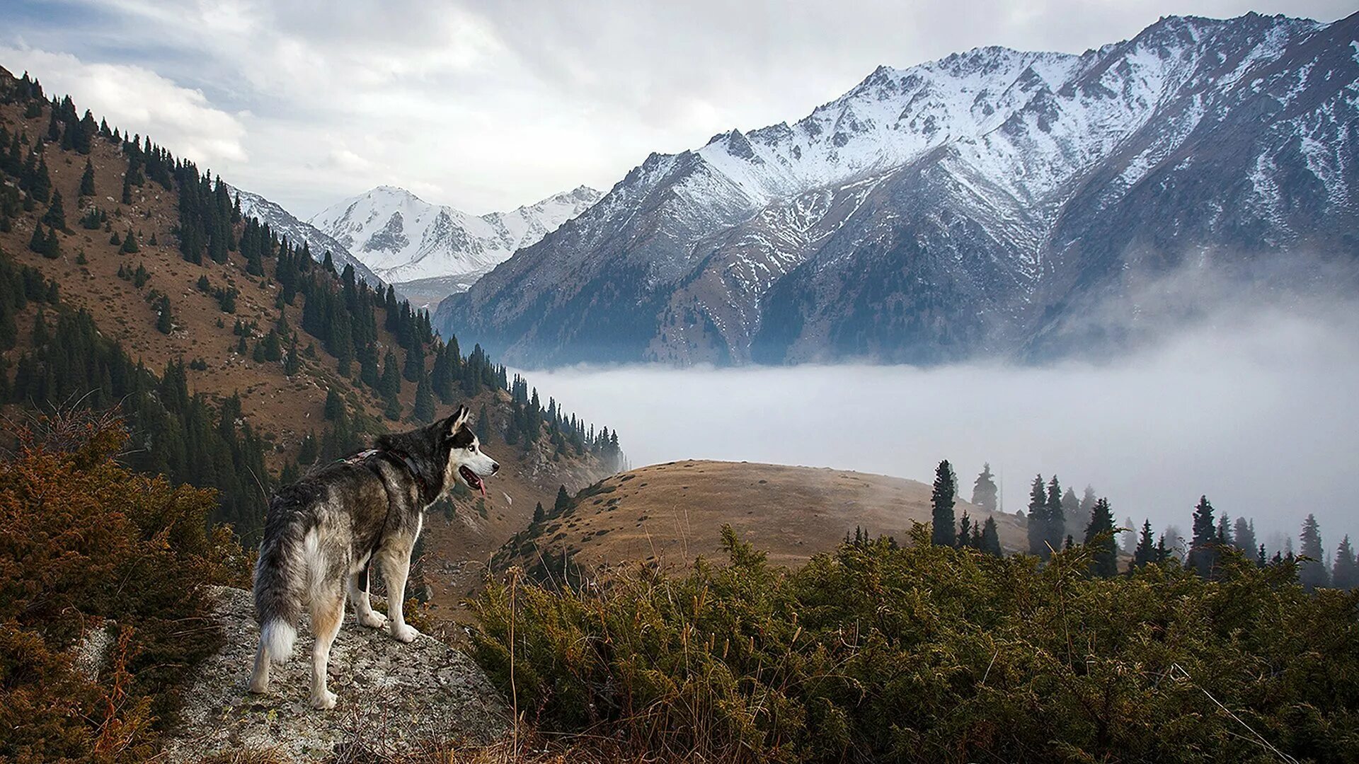 Американская тундровая собака. Порода собак волкособ. Тундра безлесная зона. Прерии дикого запада степь. Великие равнины животный мир.