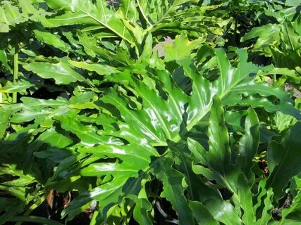 Special plant