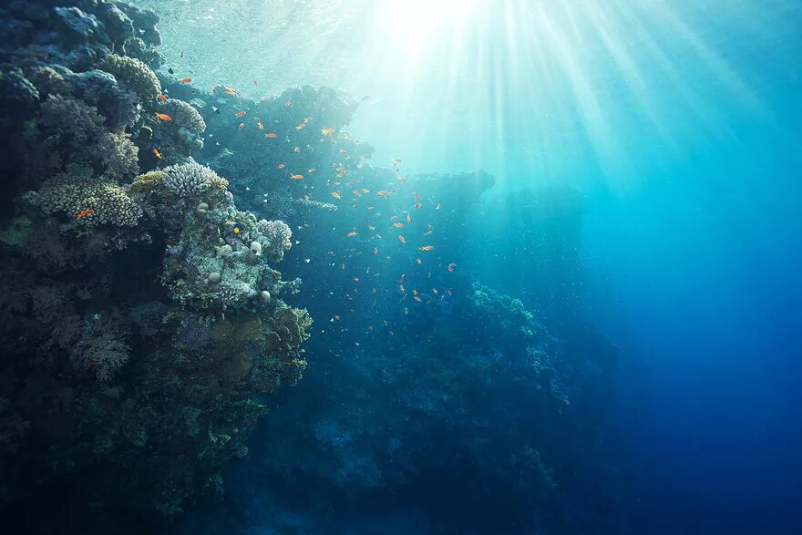 Картинка на дне моря. Красивые подводные пейзажи. Море под водой. Морское дно. Океан под водой.