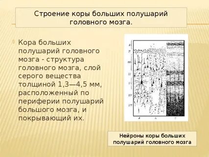Состав коры больших полушарий