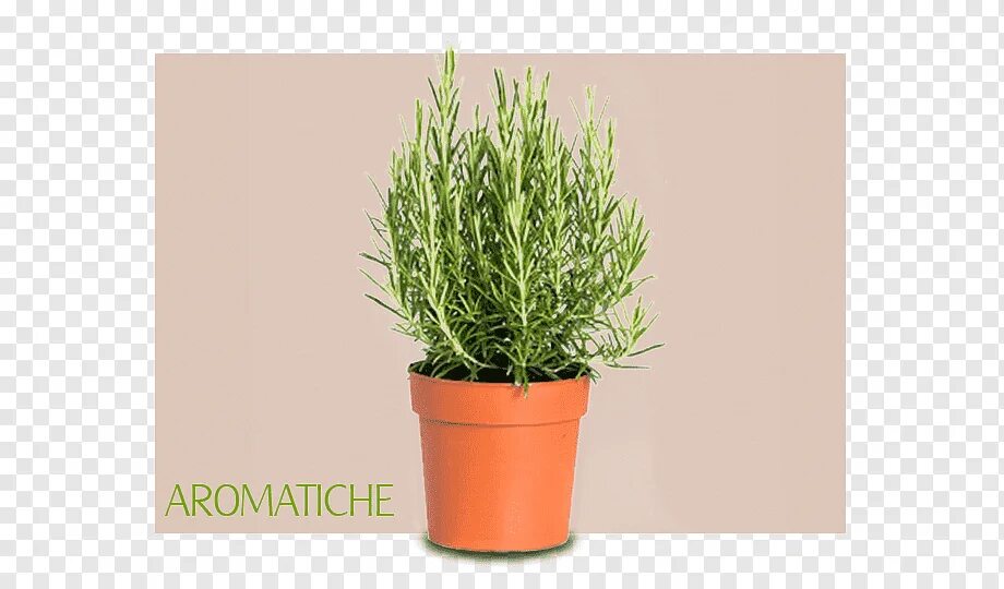 Бэзил тимьян розмарин. Розмарин PNG. Pianta. Aromatica rosemary