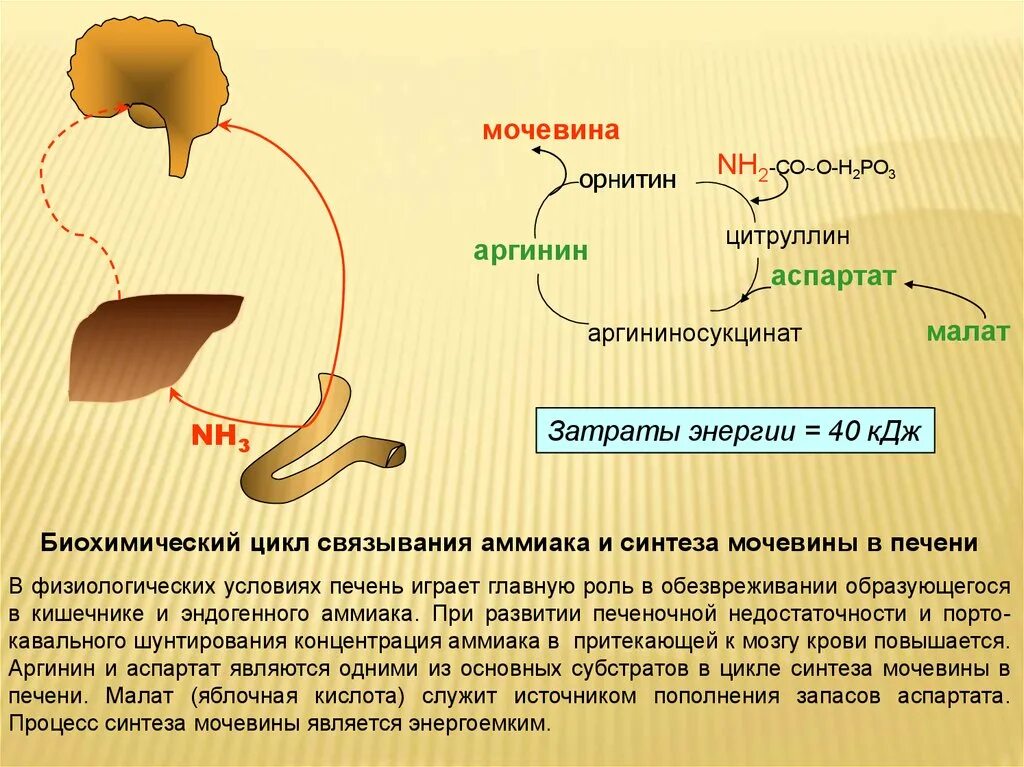 Синтез мочевины в печени. Образование мочевины в печени. Цикл синтеза мочевины. Синтез мочевины биохимия. Мочевиной форум