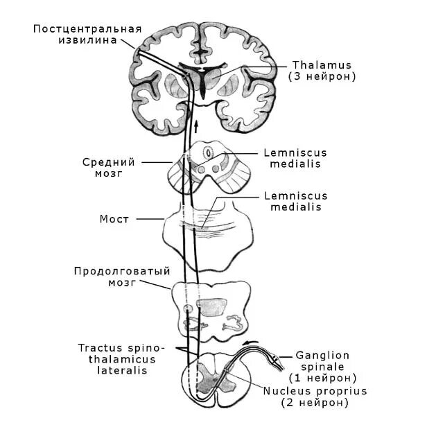 Спинно таламический. Проводящие пути болевой и температурной чувствительности. Путь болевой и температурной чувствительности схема. Проводящие пути температурной чувствительности схема. Схема проводящих путей температурной чувствительности.