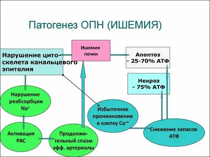 Патогенез острой