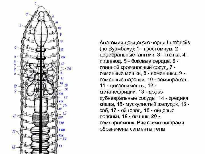 Крокодил спинной мозг дождевой червь. Вскрытый дождевой червь строение. Схема внешнего строения дождевого червя. Строение дождевого червя вскрытие. Ст ироениевскрытого дождевого червя..