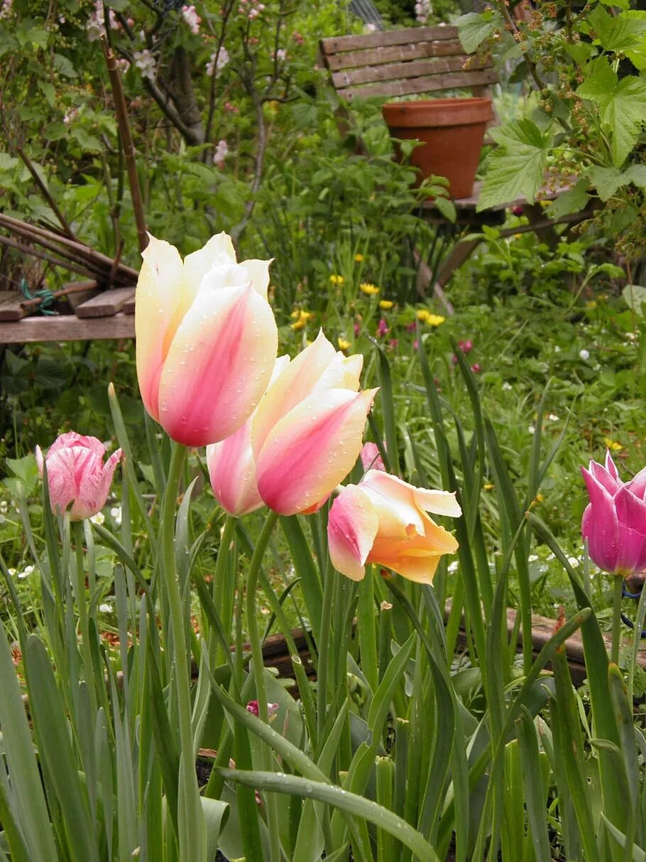 Будут ли цвести тюльпаны весной. Тюльпан Queensday. Тюльпаны в саду. Тюльпаны весной. Цветение тюльпанов.