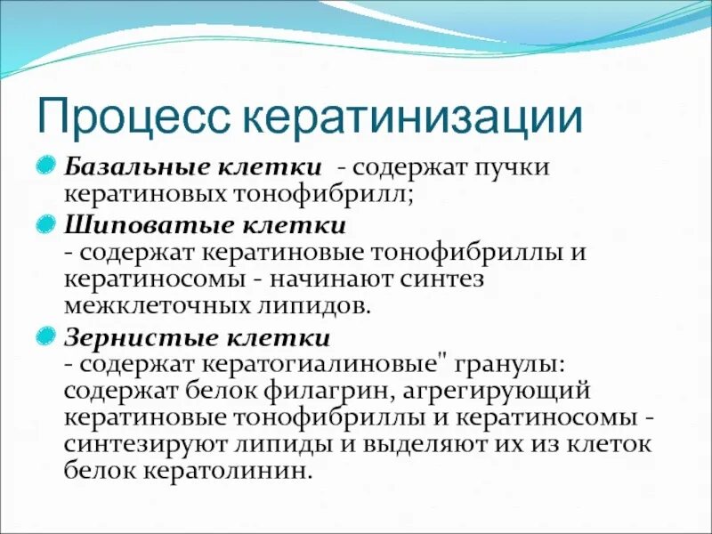 В клетках содержатся кератины