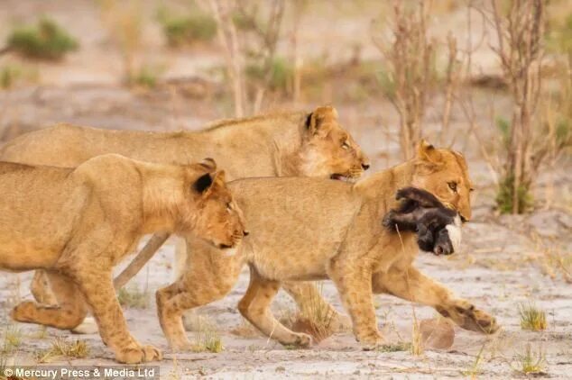 Медоед против львов фото Two honey badgers take on three lions by snarling and hissing at them Daily Ne