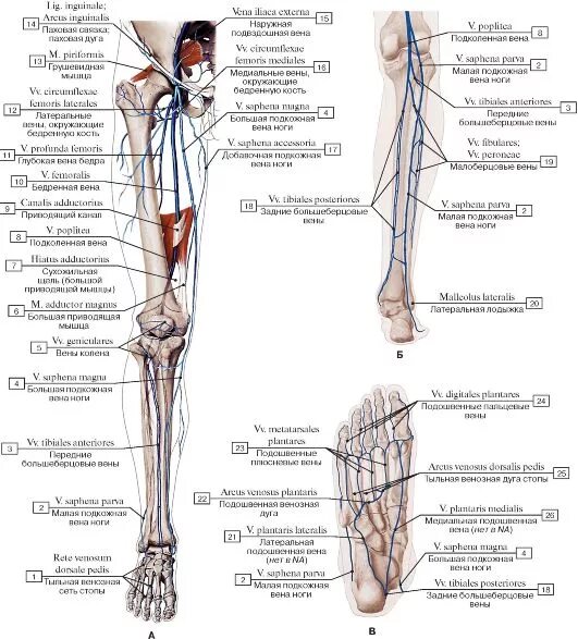 Вены нижней конечности анатомия. Глубокие вены нижних конечностей анатомия схема. Поверхностная Вена нижней конечности. Анатомия поверхностных вен нижних конечностей.