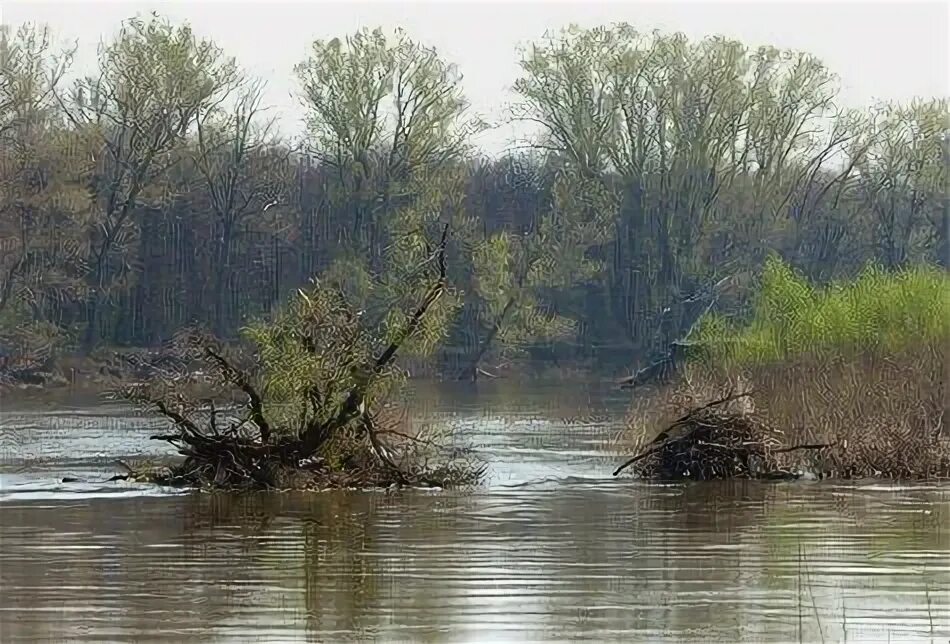 Уровень воды в реке дема. Сутолока река Уфа. Притоки р Дема. Река Дема усеяна металлом. Материал по реке Дема.