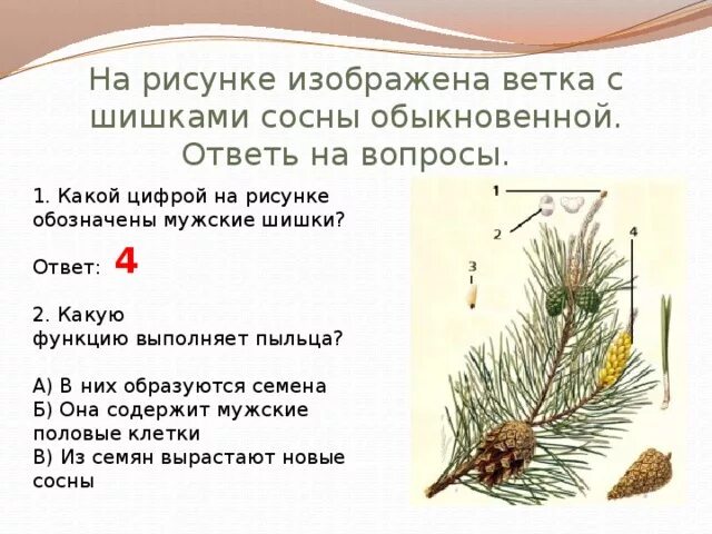 Где образуются пылинки у сосны. Строение ветки сосны обыкновенной. Мужская шишка сосны обыкновенной функция. Расположение хвоинок у сосны. Мужские шишки сосны обыкновенной функции.