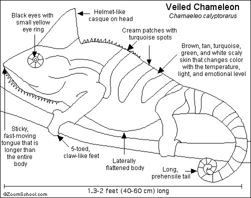 Строение хамелеона. Хамелеон выкройка. Игрушка хамелеон выкройка. Хамелеон из фетра выкройка.