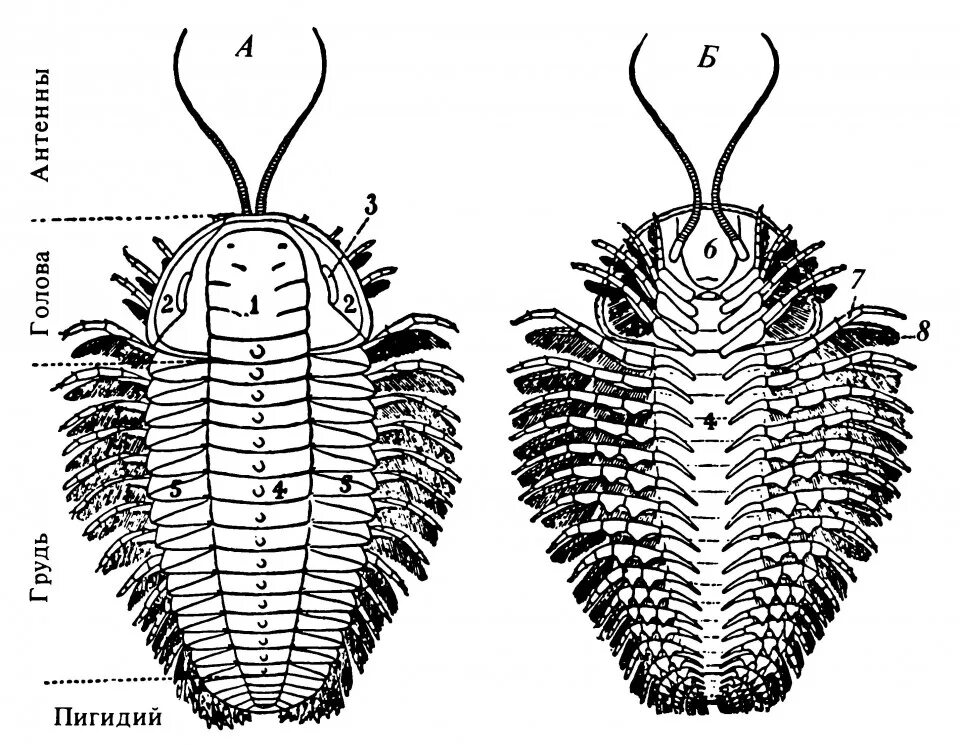 милонов и невзоров. отец пигидий. невзоров про святого пигидия. невзоров отец пигидий. преподобный отец пигидий.