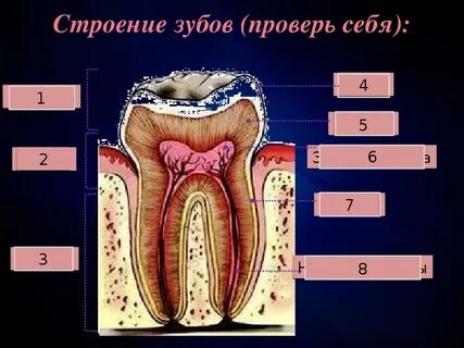 Анатомия 6