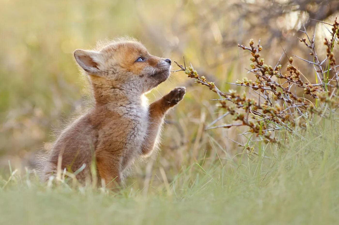 лиса бэби. лисята. лиса бэби. маленький лисенок. кьют фокс.