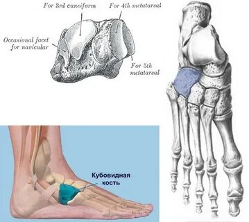 Ладьевидная кость стопы анатомия