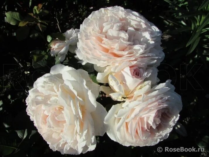 Саженцы Роза Мерхенцаубер (Rosa Marchenzauber) купить по цене 600 руб. в Москве 