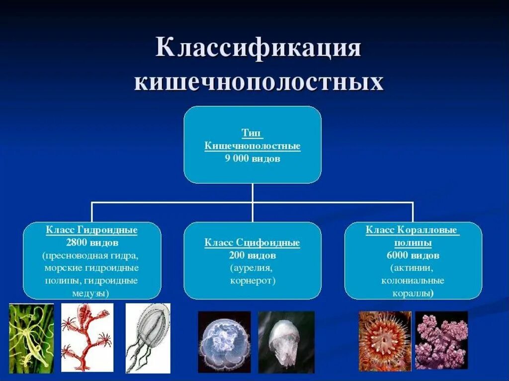 Группы организмов кишечнополостные. Тип Кишечнополостные классификация. Тип Кишечнополостные систематика. Классификация кишечнополостных схема. Представители кишечнополостных 7 класс.