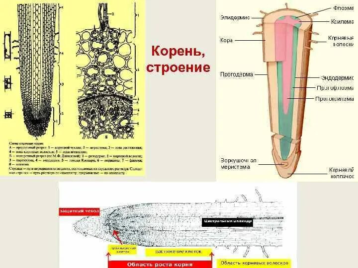 Корневой кончик. Строение корня на продольном срезе. Микроскопическое строение корня. Кончик корня структура.