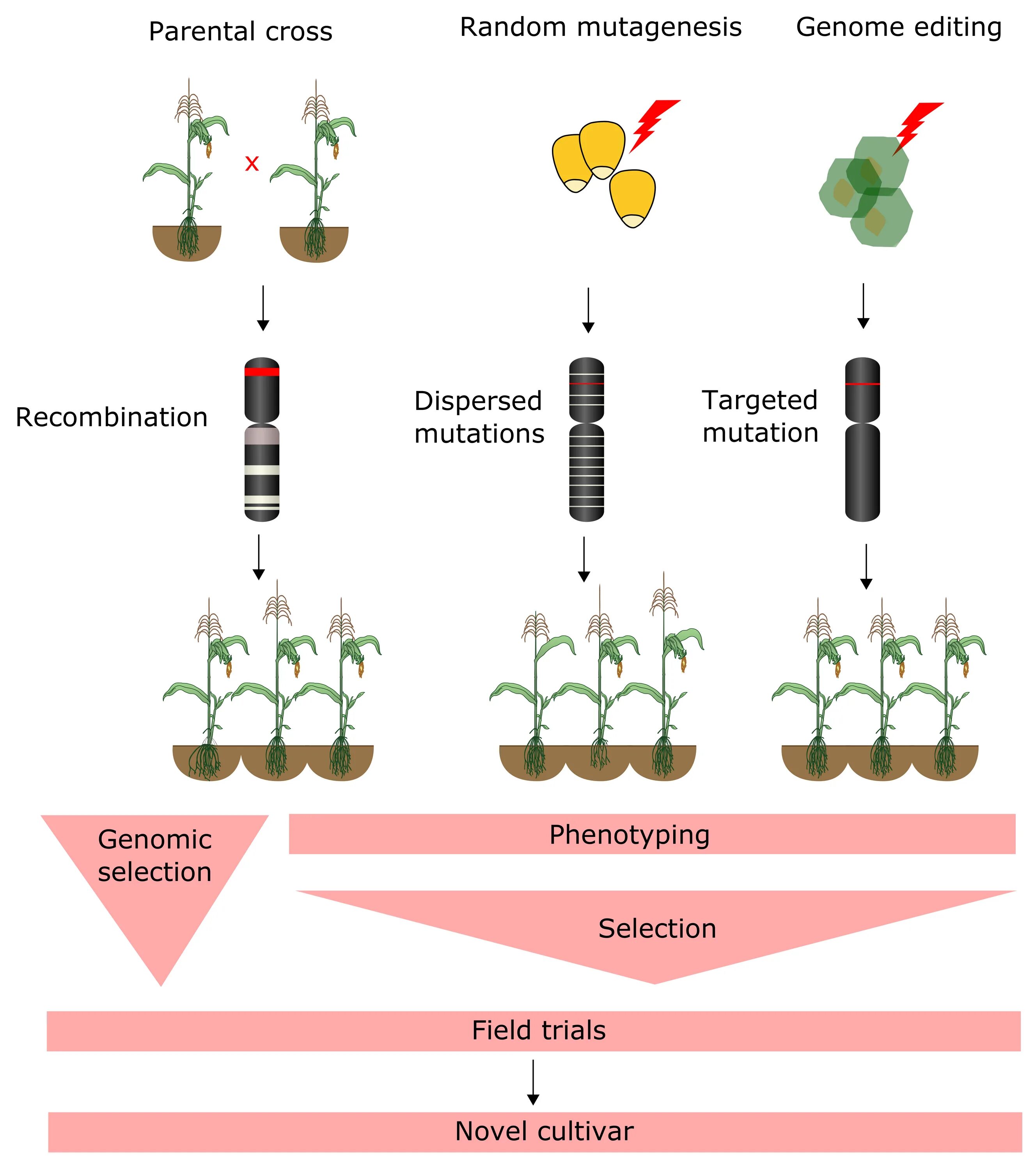 Genomic Mutations. Электроядерный Бридинг.. Plant breeding steps. Comparison Gene Plant. Plant breeding