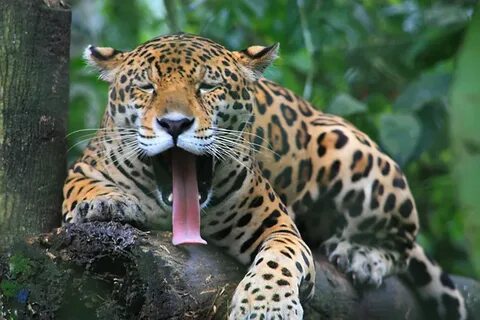 Южная америка животный мир
