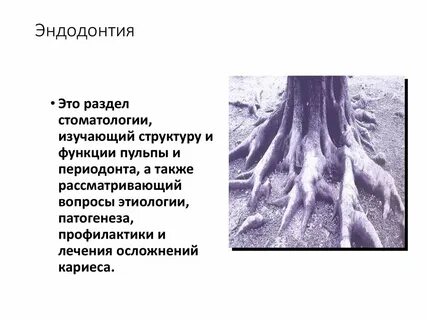 Эндодонт