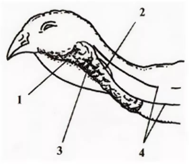 Гортань у птиц. Сонная артерия у птиц.