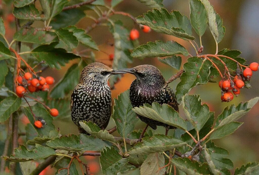скворец и дрозд
