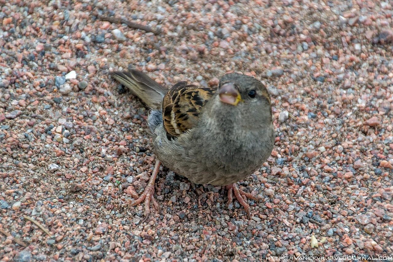 Bird санкт петербург. Городские птицы Санкт-Петербурга. Птицы Санкт-Петербурга и Ленинградской области. Городские птицы СПБ. Городские птицы Ленинградской области.