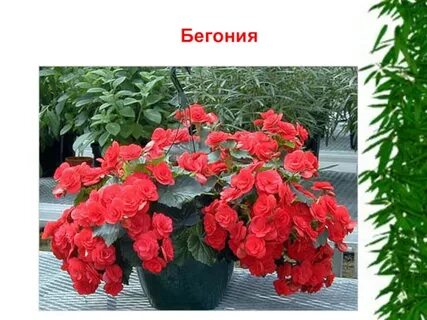 Бегония для дома хорошо