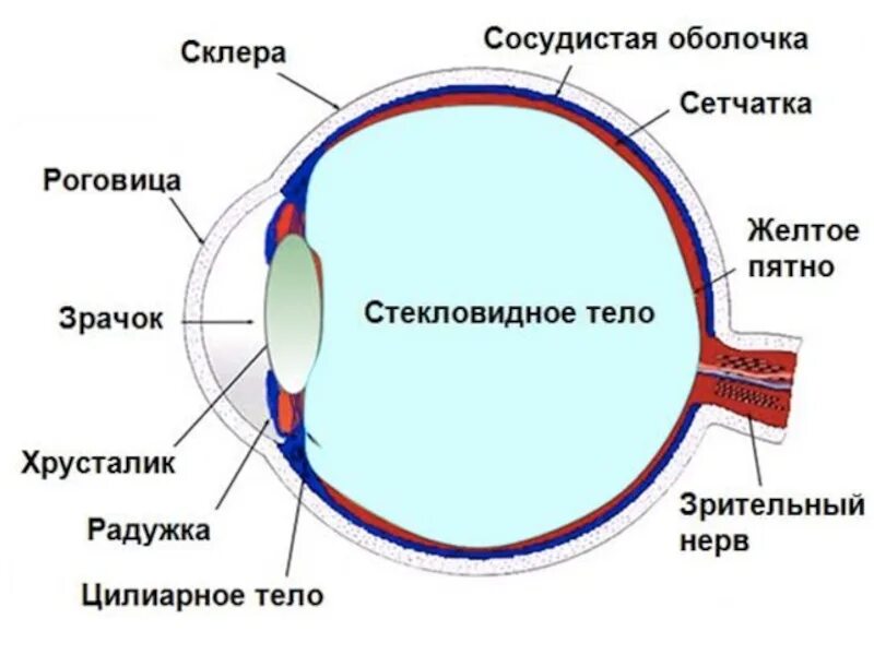 Поперечное сечение глазного яблока. Строение глаза человека схема. Сетчатка сосудистая оболочка склера. Глаз человека анатомия ЕГЭ. Каким номером на рисунке обозначена сетчатка