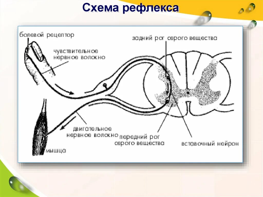 Дуга безусловного рефлекса схема