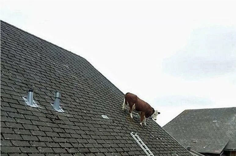 Жил у нас на крыше. Смешная крыша. Прикольные крыши. Корова на крыше. Забавное на крыше.