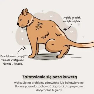 У кота боли живот
