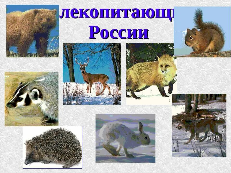 Строение и разнообразие животных