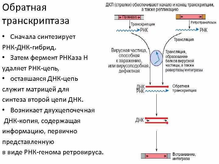 Функции фермента обратной транскриптазы. Обратная транскрипция у ДНК вирусов. Обратная транскриптаза вируса ВИЧ. Функция фермента ВИЧ обратной транскриптазы.