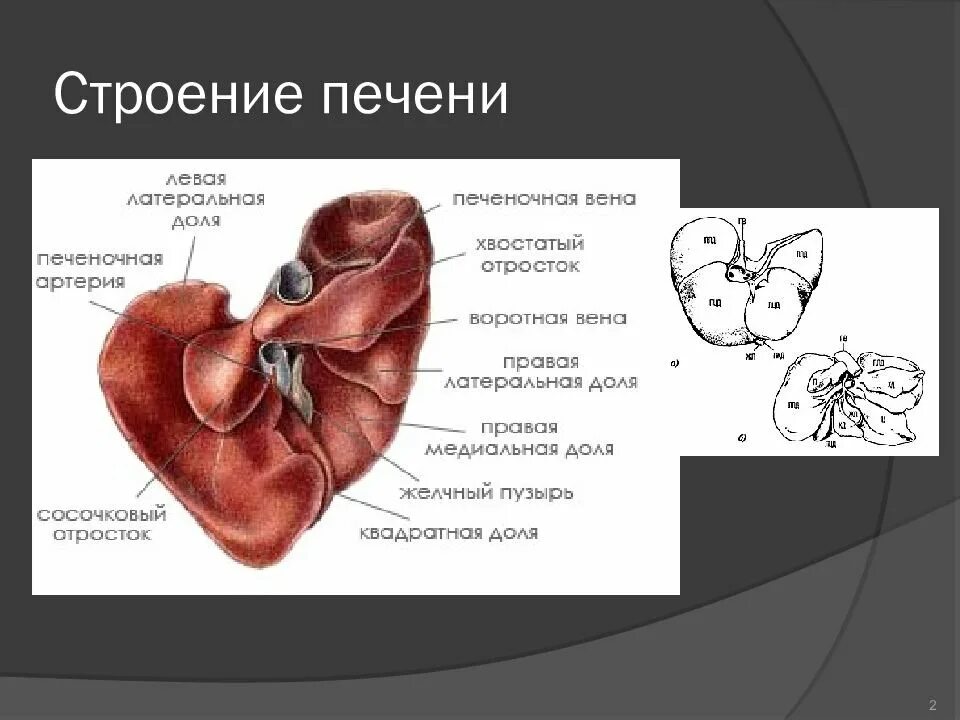 У каких животных печень