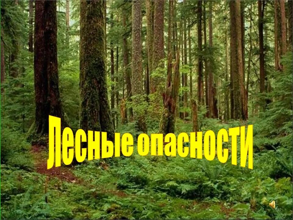 Опасности в лесу. Лесные опасности окружающий мир. Опасности в лесах. Опасности леса для детей.