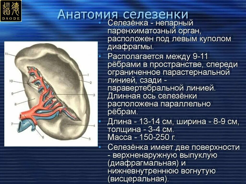 Селезенка определение