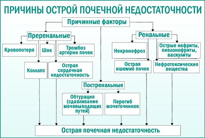 Почему в почках белок. Ренальные причины острой почечной недостаточности. Алгоритм лечения острой почечной недостаточности. Острая почечная недостаточность (ОПН). Острая и хроническая почечная недостаточность у детей лечение.